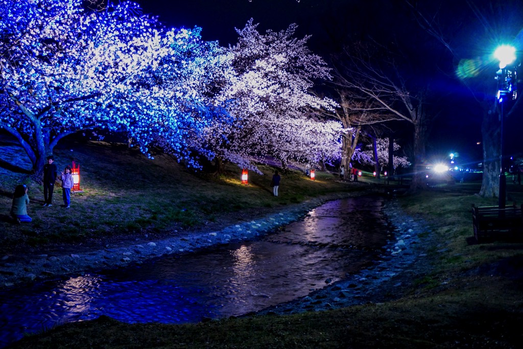 信玄堤公園の夜桜 写真9