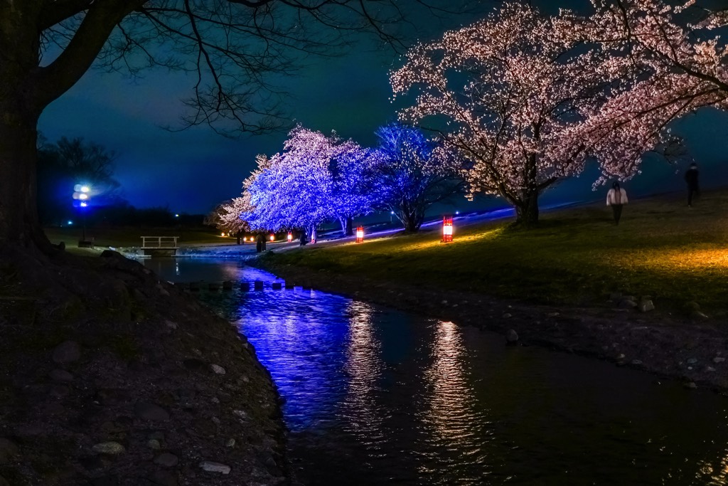 信玄堤公園の夜桜 写真10