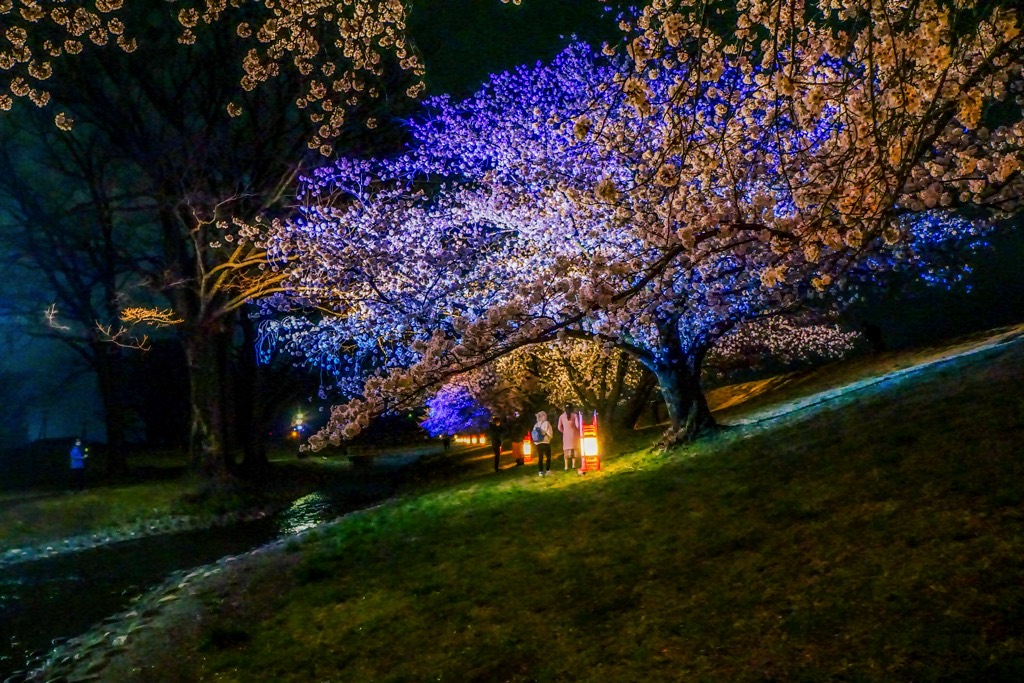 信玄堤公園の夜桜 写真11