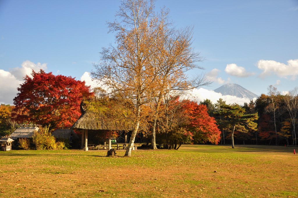 西湖野鳥の森公園 写真3
