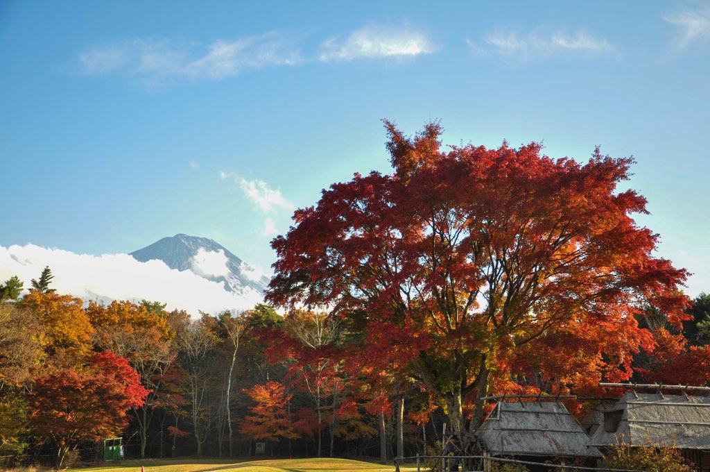 西湖野鳥の森公園 写真4