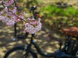 心躍る春の絶景を満喫「桃の花とワイン香る桃源郷 ROUTE34ライド＆ウォーク」