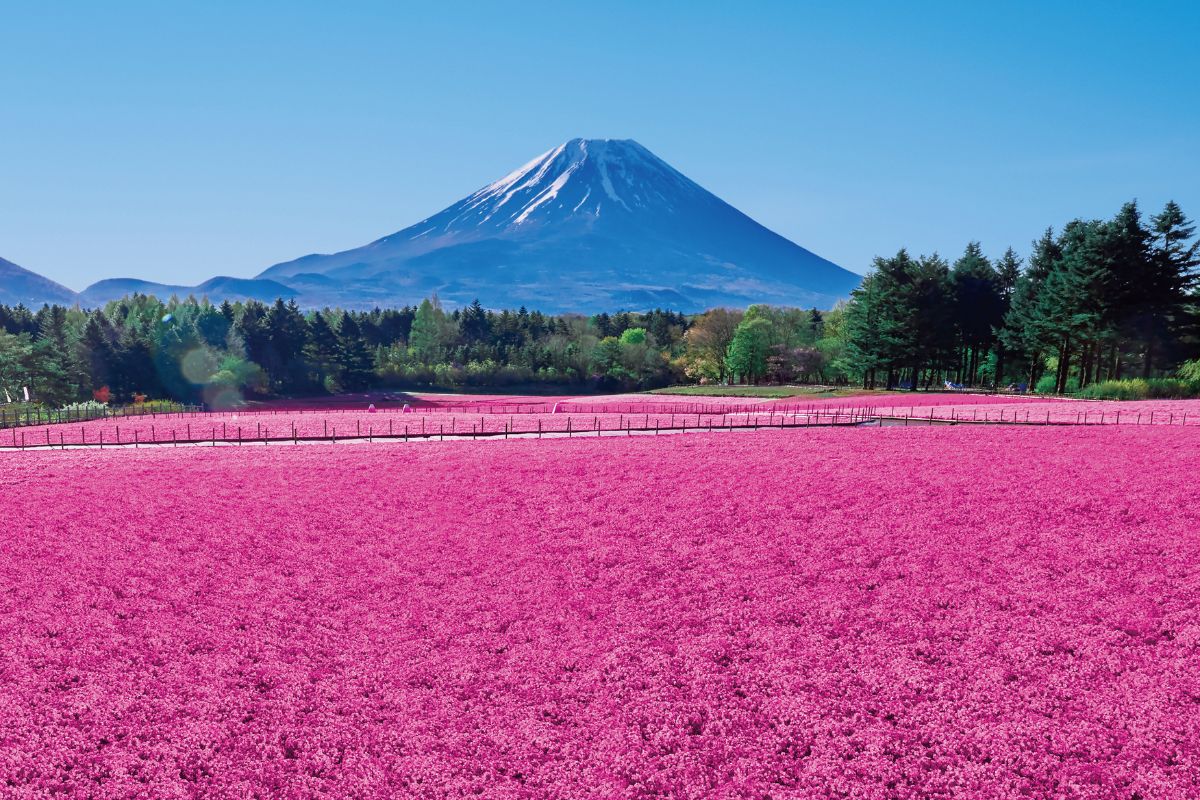 Fuji Shibazakura Festival 2024