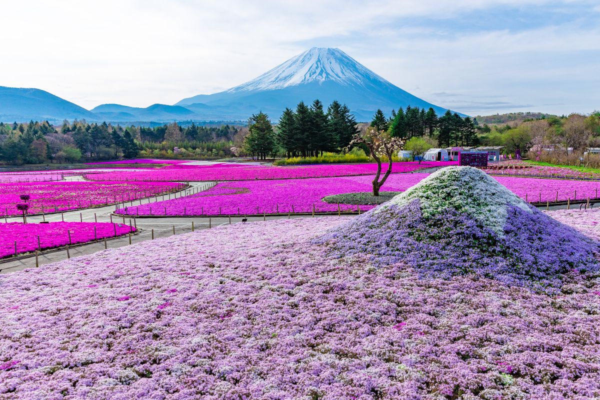 Fuji Shibazakura Festival 2024