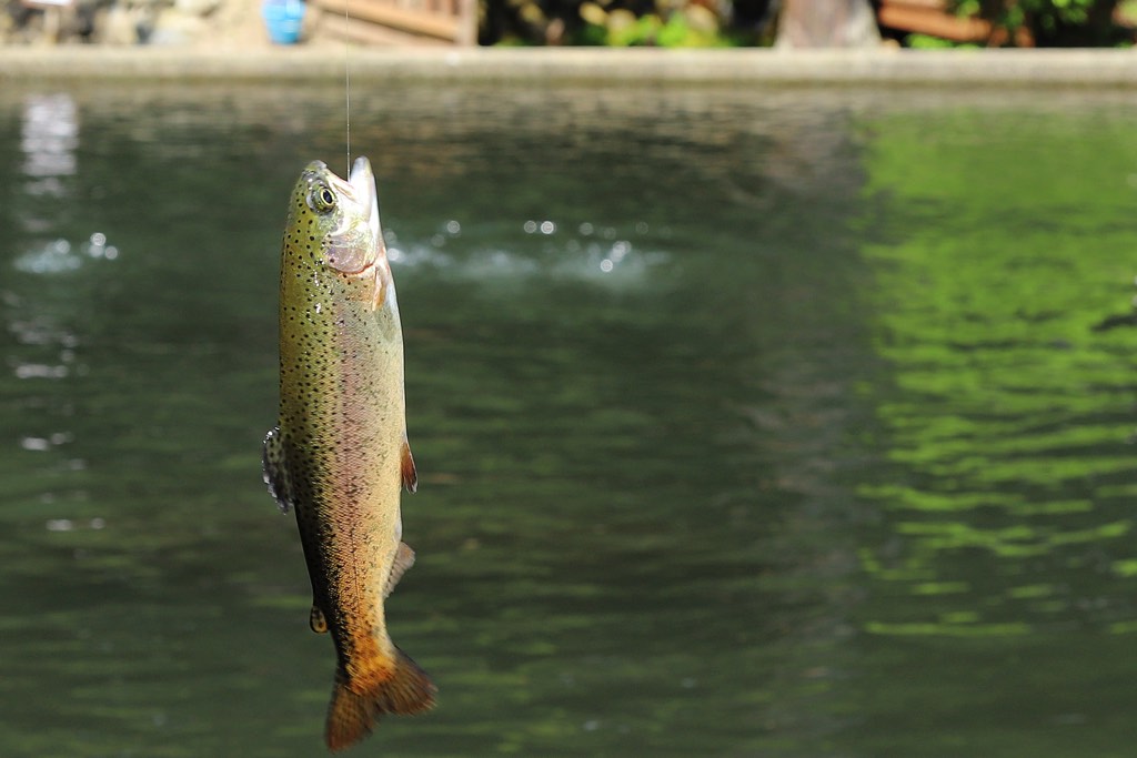 フィッシングエリアやま里 釣り２