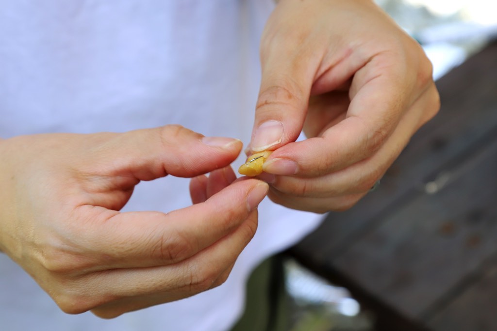 フィッシングエリアやま里 餌