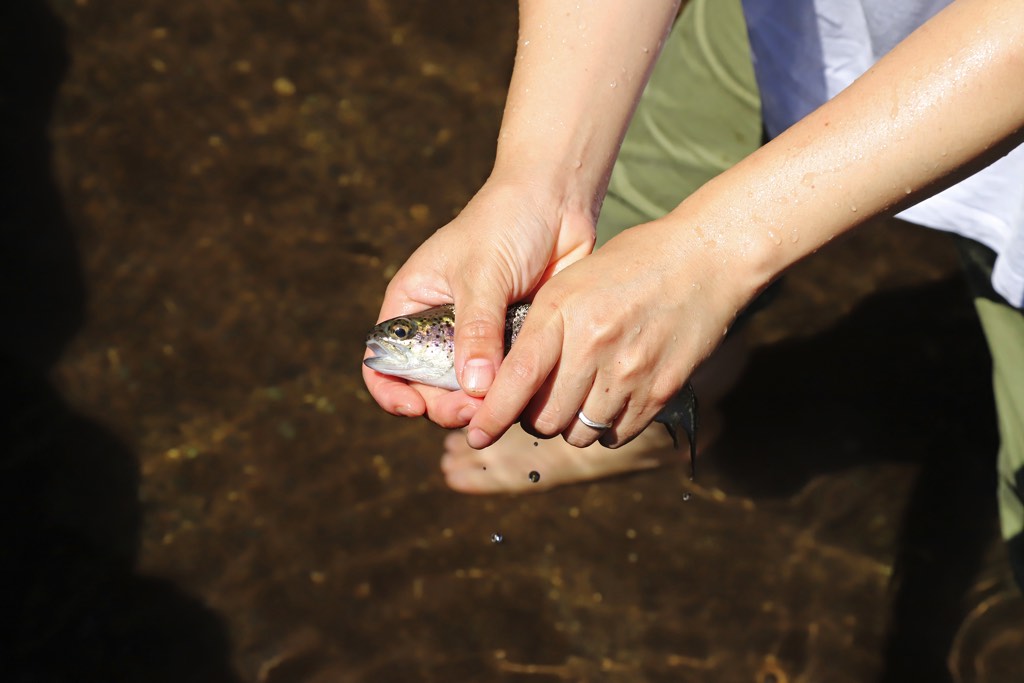 フィッシングエリアやま里 ニジマスつかみ取り2