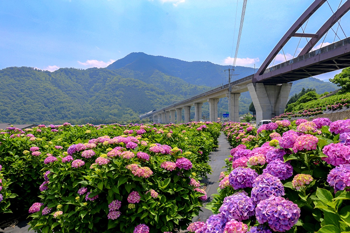 道の駅つる市道沿い あじさい 1