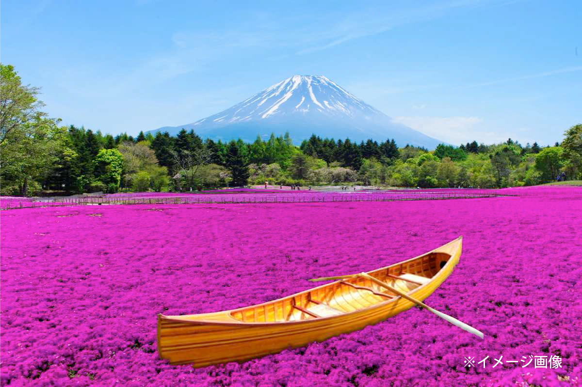 富士本栖湖リゾート 芝桜 2