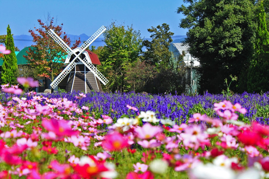 ハーブ庭園 旅日記 勝沼庭園 コスモス 1