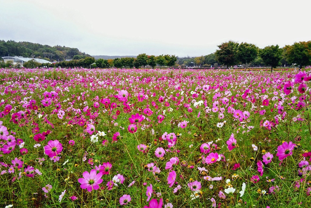 山中湖花の都公園 コスモス2