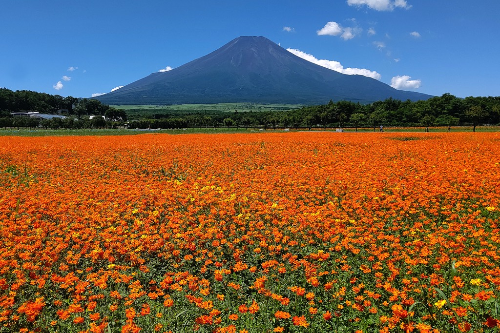 山中湖花の都公園 コスモス1