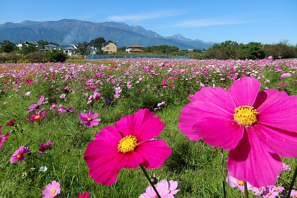 岩森の花畑 コスモス 2