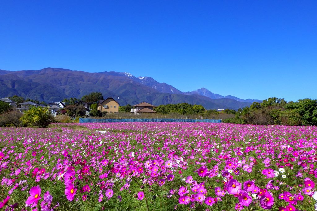 岩森の花畑 コスモス 1