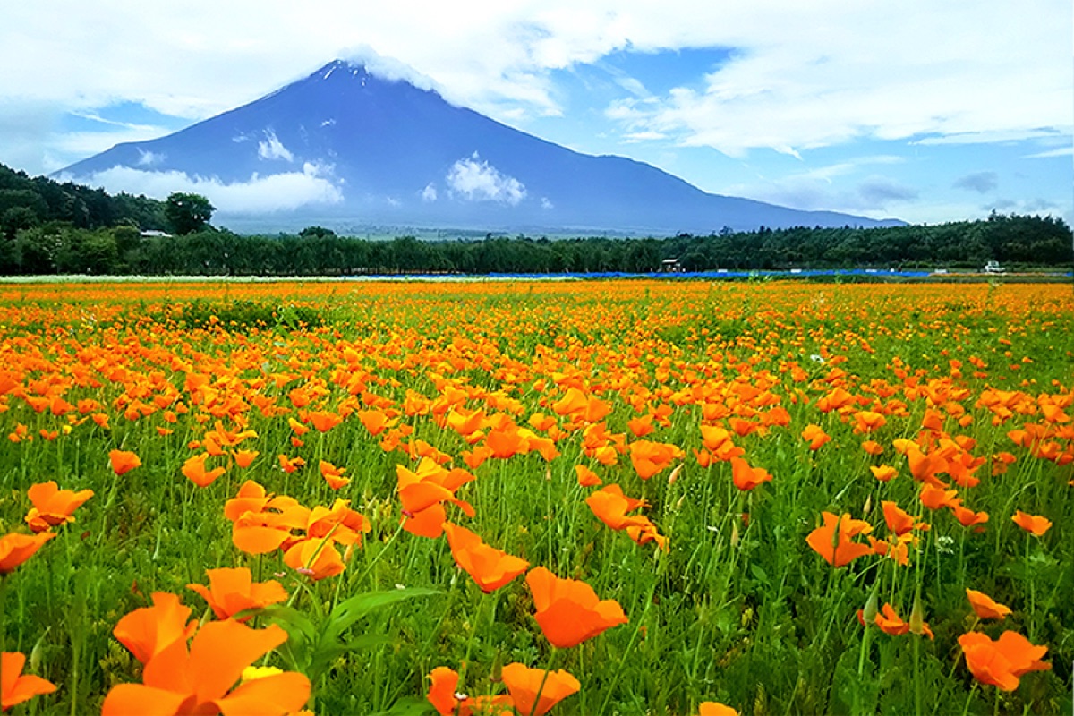 山中湖花の都公園 ポピー 2