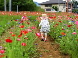 أفضل 20 بقعة زهرة في Yamanashi - عباد الشمس والكوبية وحقول الزهور الموسمية الأخرى