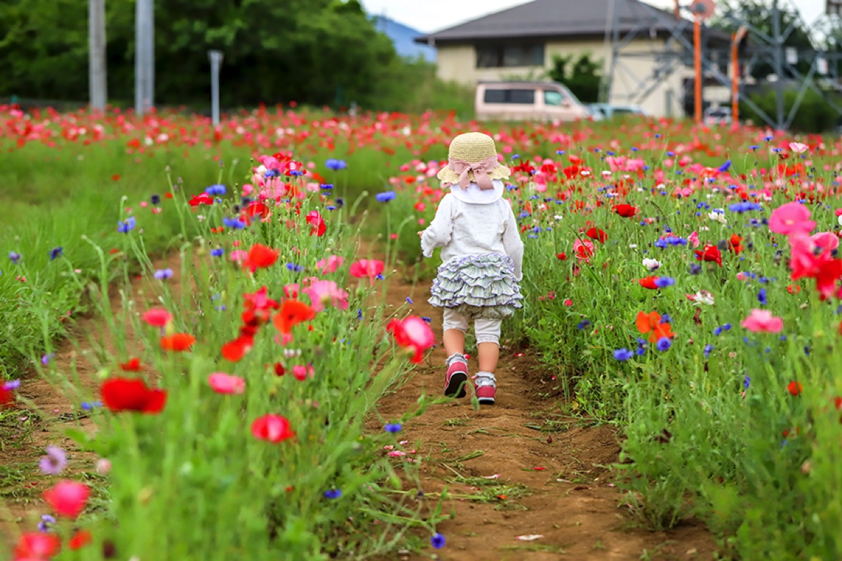 山梨の花の名所20選ひまわり、あじさいなど季節のお花畑