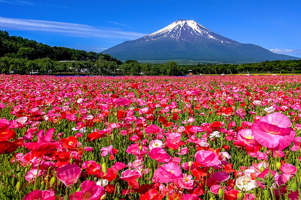 山中湖花の都公園 ポピー 1