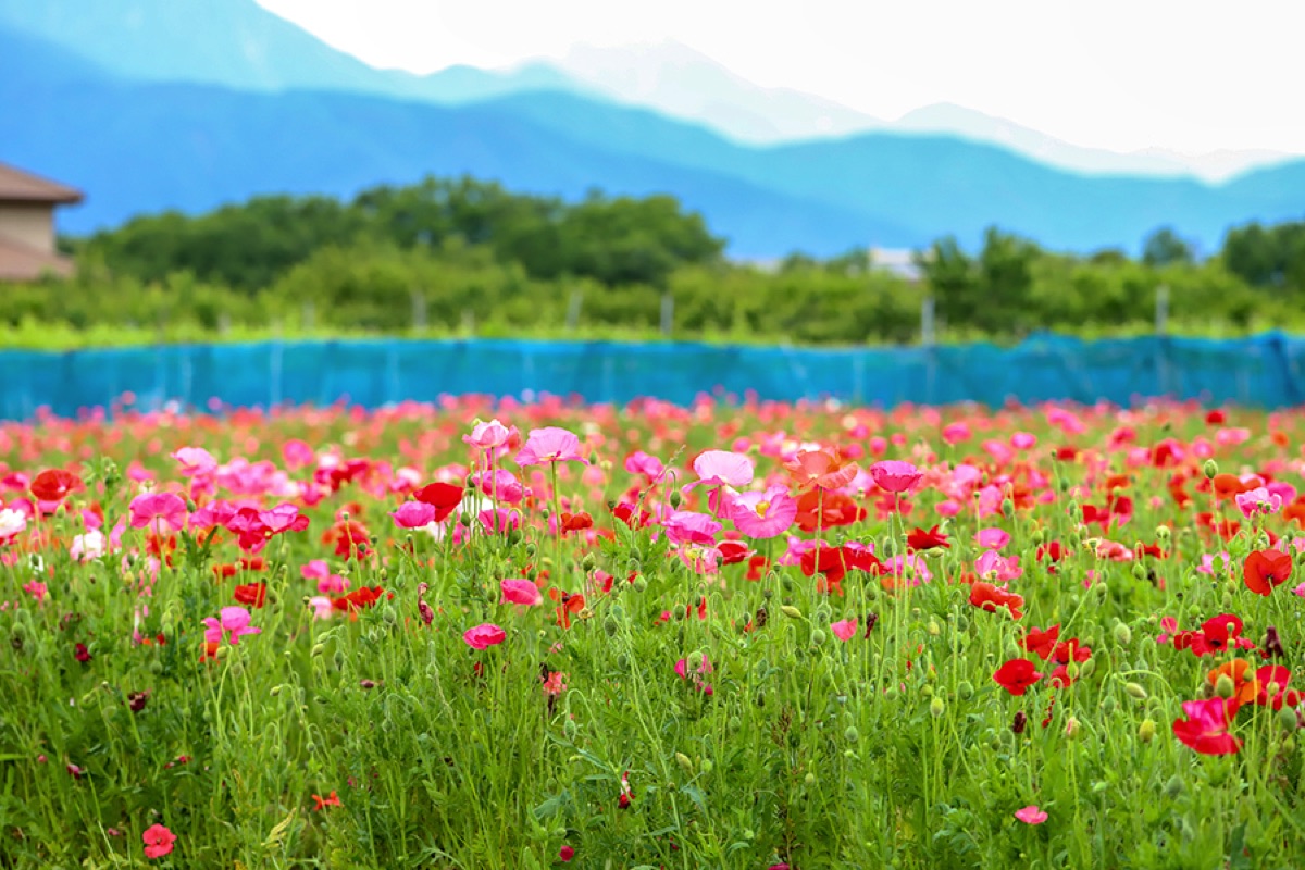 岩森の花畑 ポピー 1