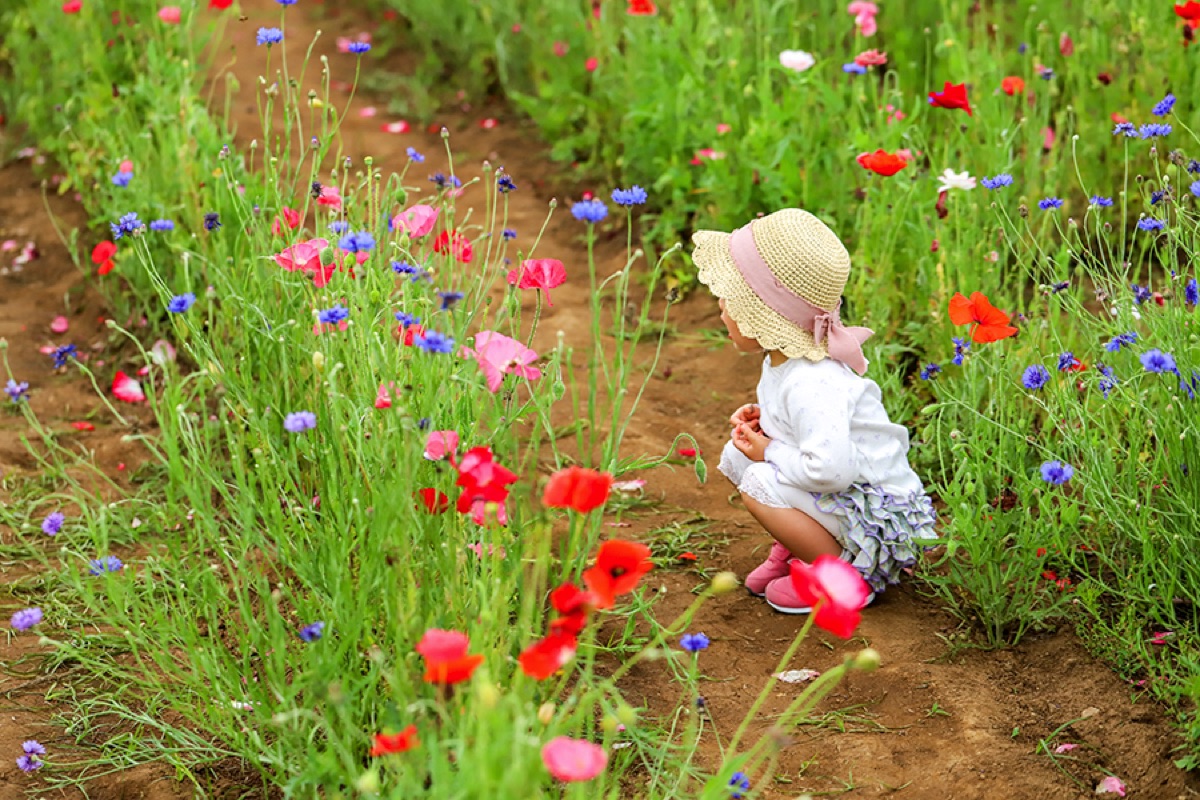 岩森の花畑 ポピー 2