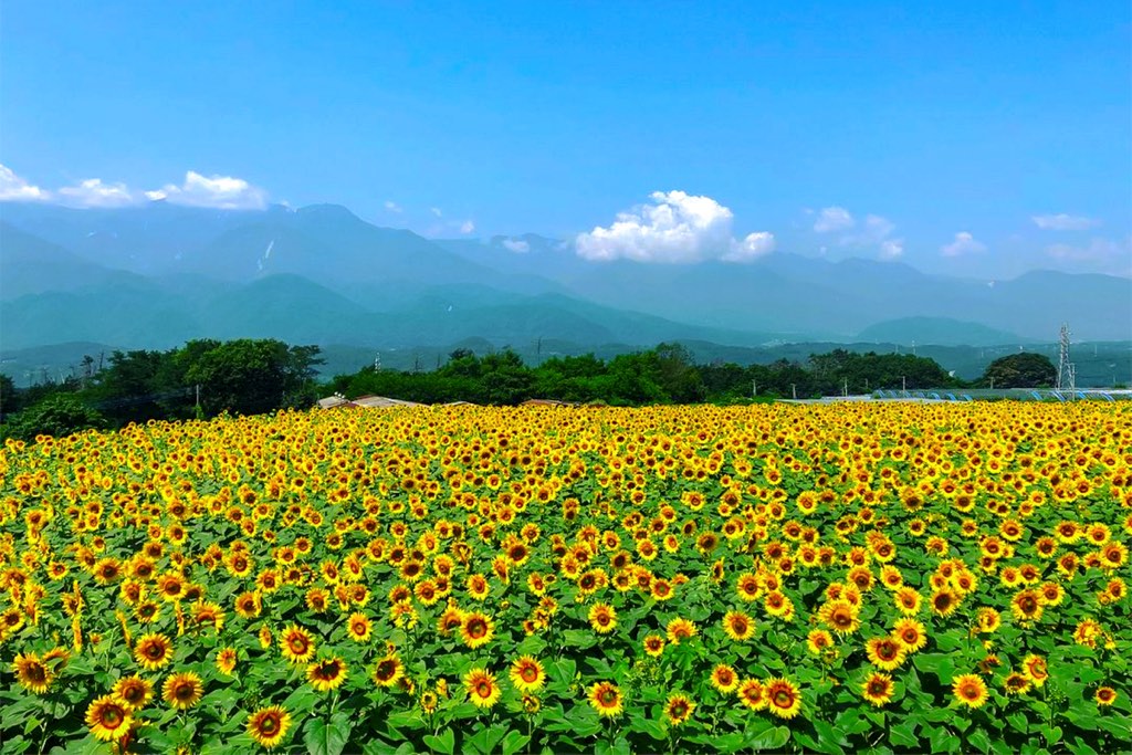 明野のひまわり畑 ひまわり