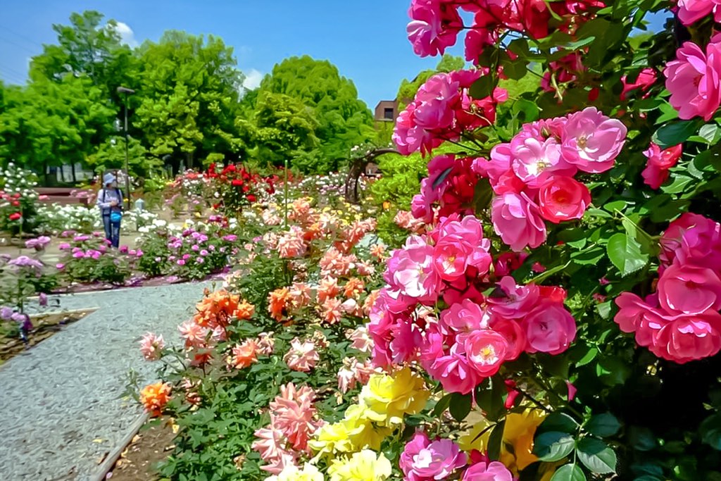 芸術の森公園 バラ 1