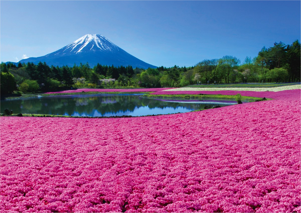 富士本栖湖リゾート 芝桜 1