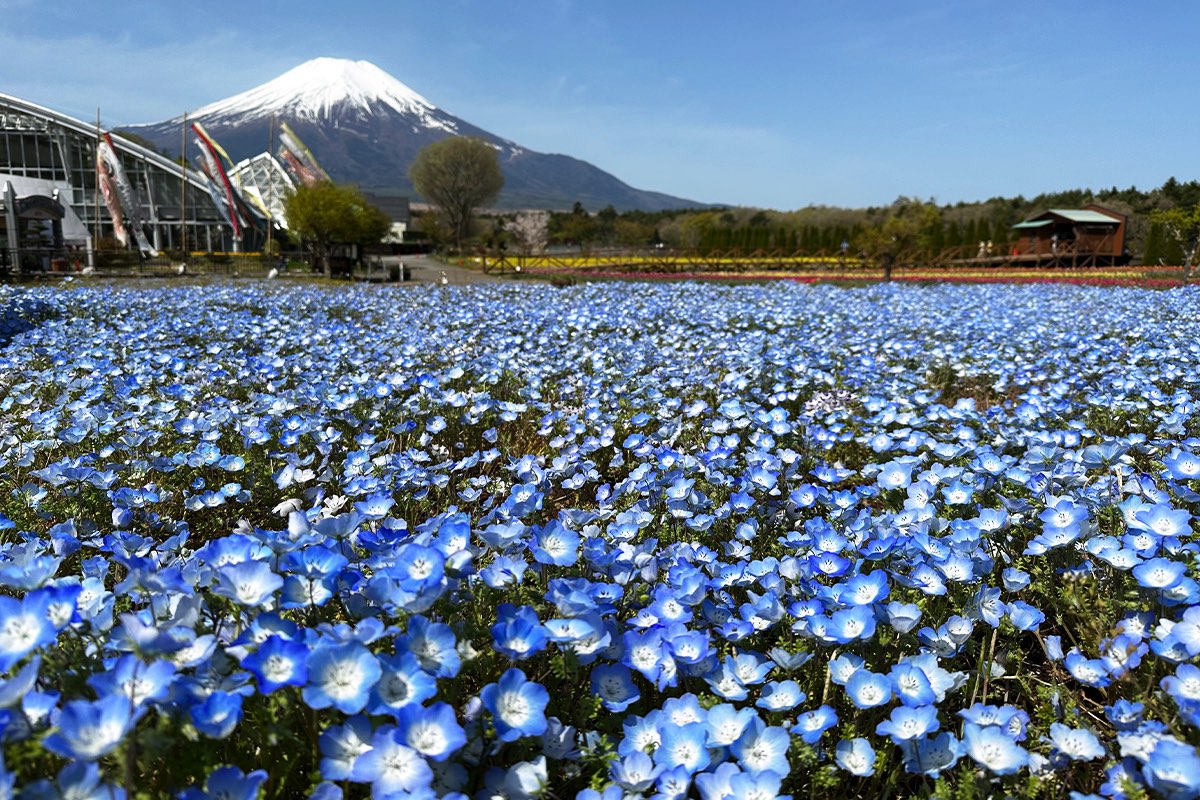 山中湖花の都公園 ネモフィラ 1