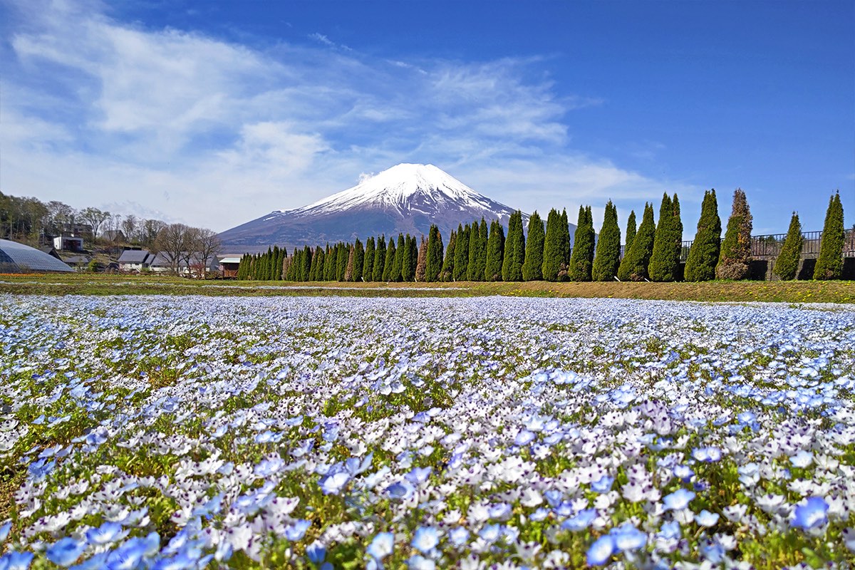 山中湖花の都公園 ネモフィラ 2