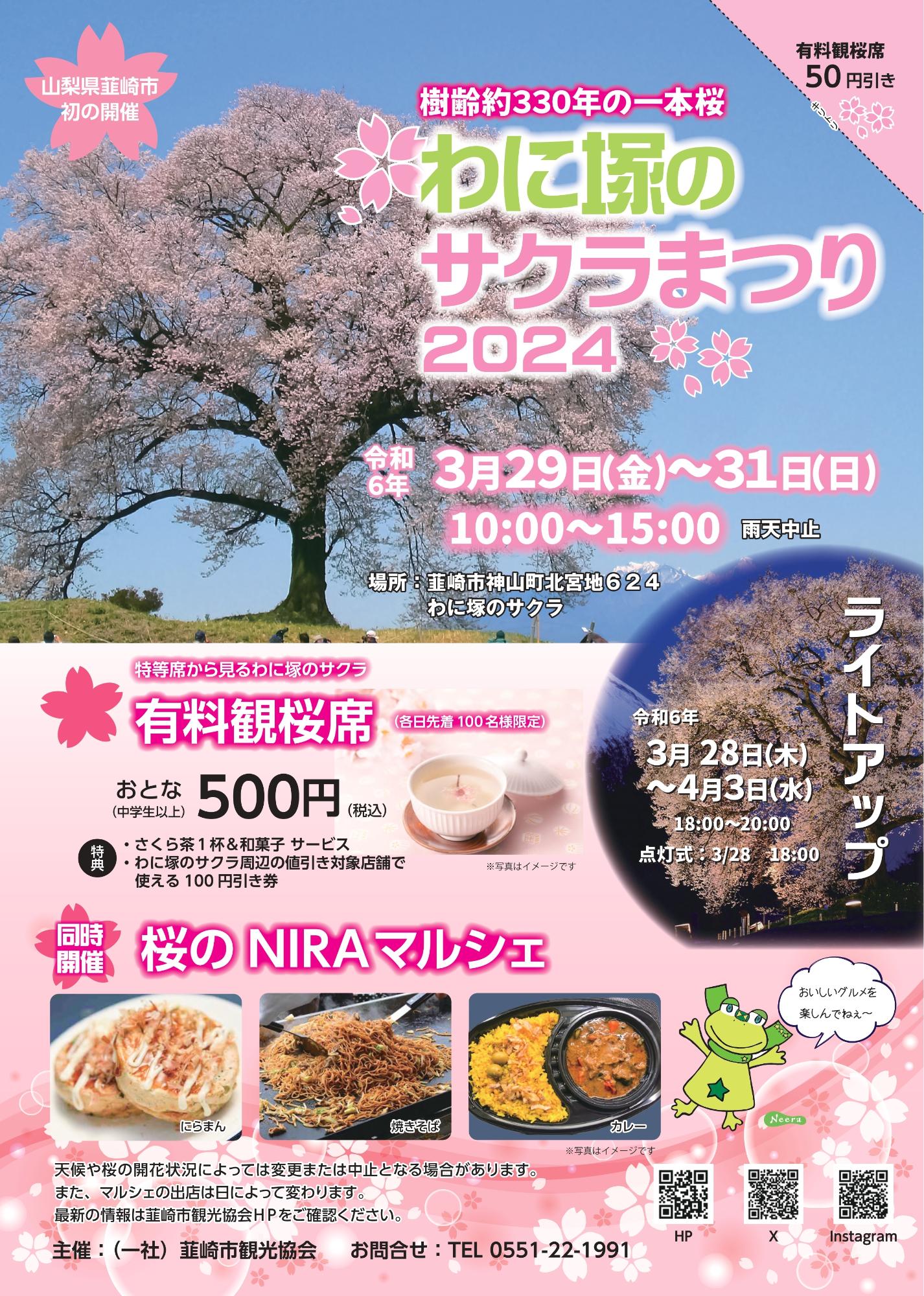 鳄冢樱花节 2024