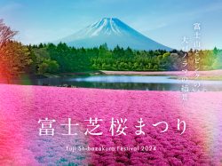 أقيم مهرجان فوجي شيبازاكورا 2024
