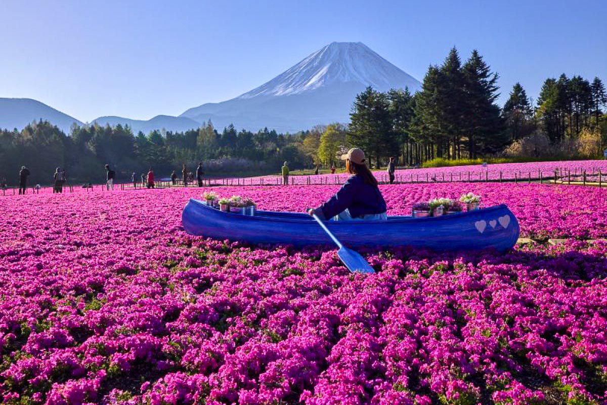 富士芝桜まつり