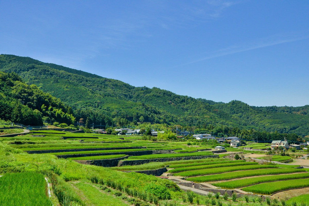中野の棚田 外観