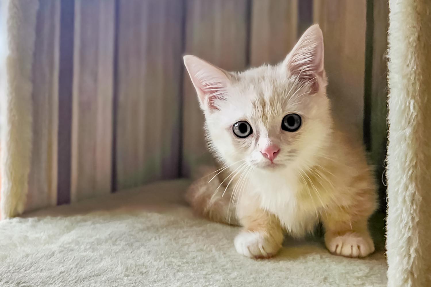 猫を飼い方は？準備・費用・特徴まで初心者向けに徹底解説