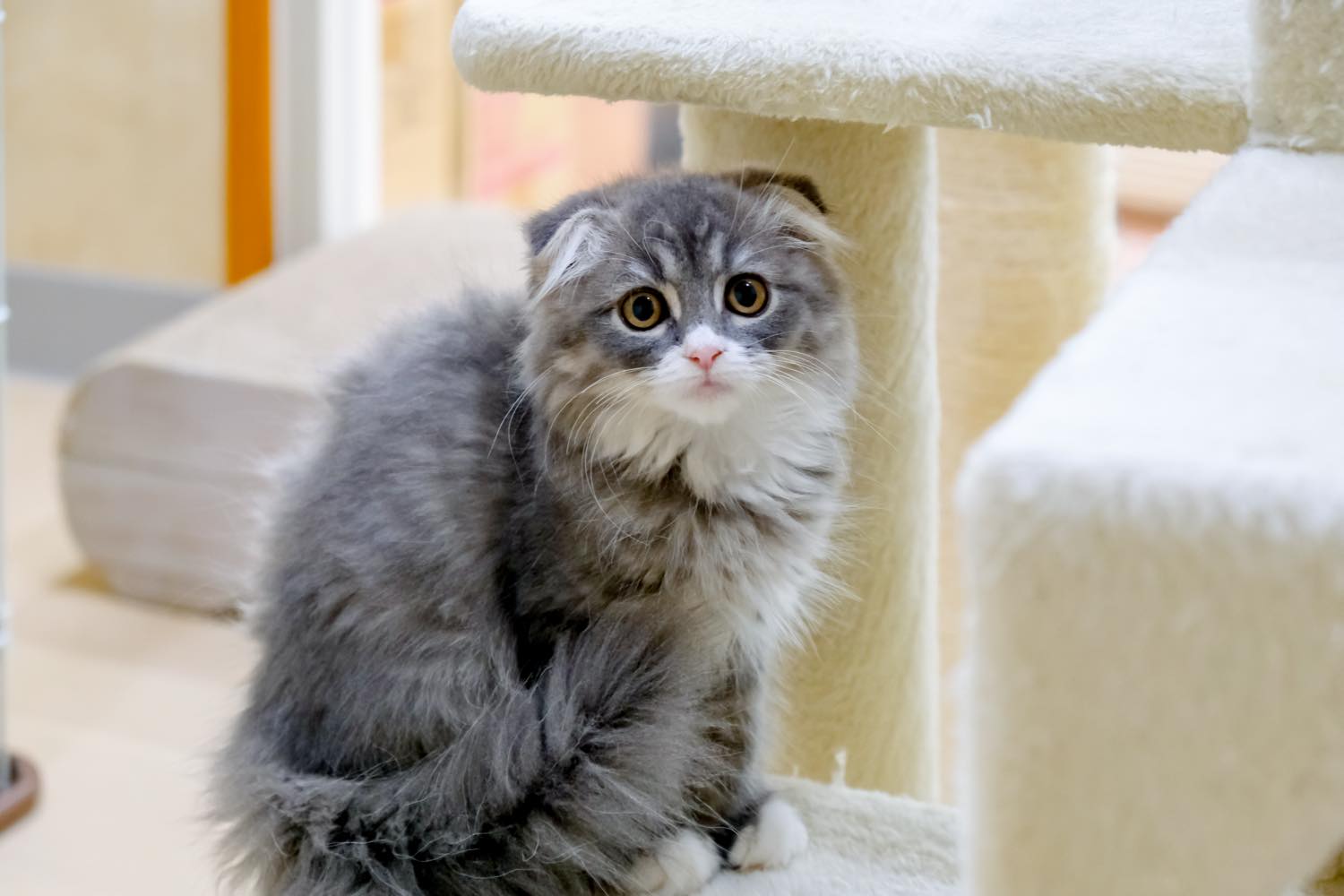 猫の飼い方・特徴・種類