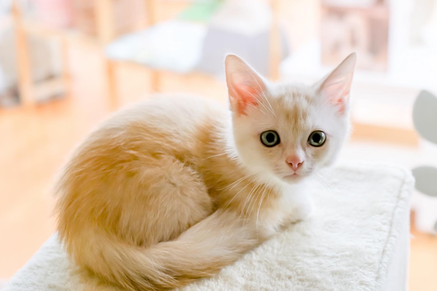 猫の飼い方・特徴・種類