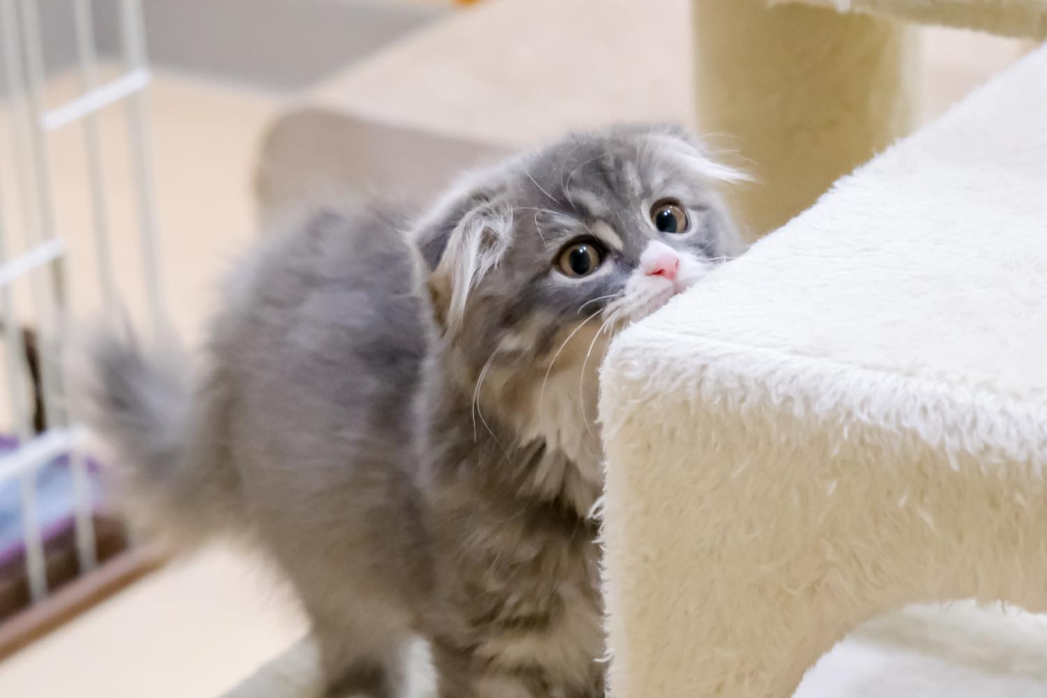 猫の飼い方・特徴・種類