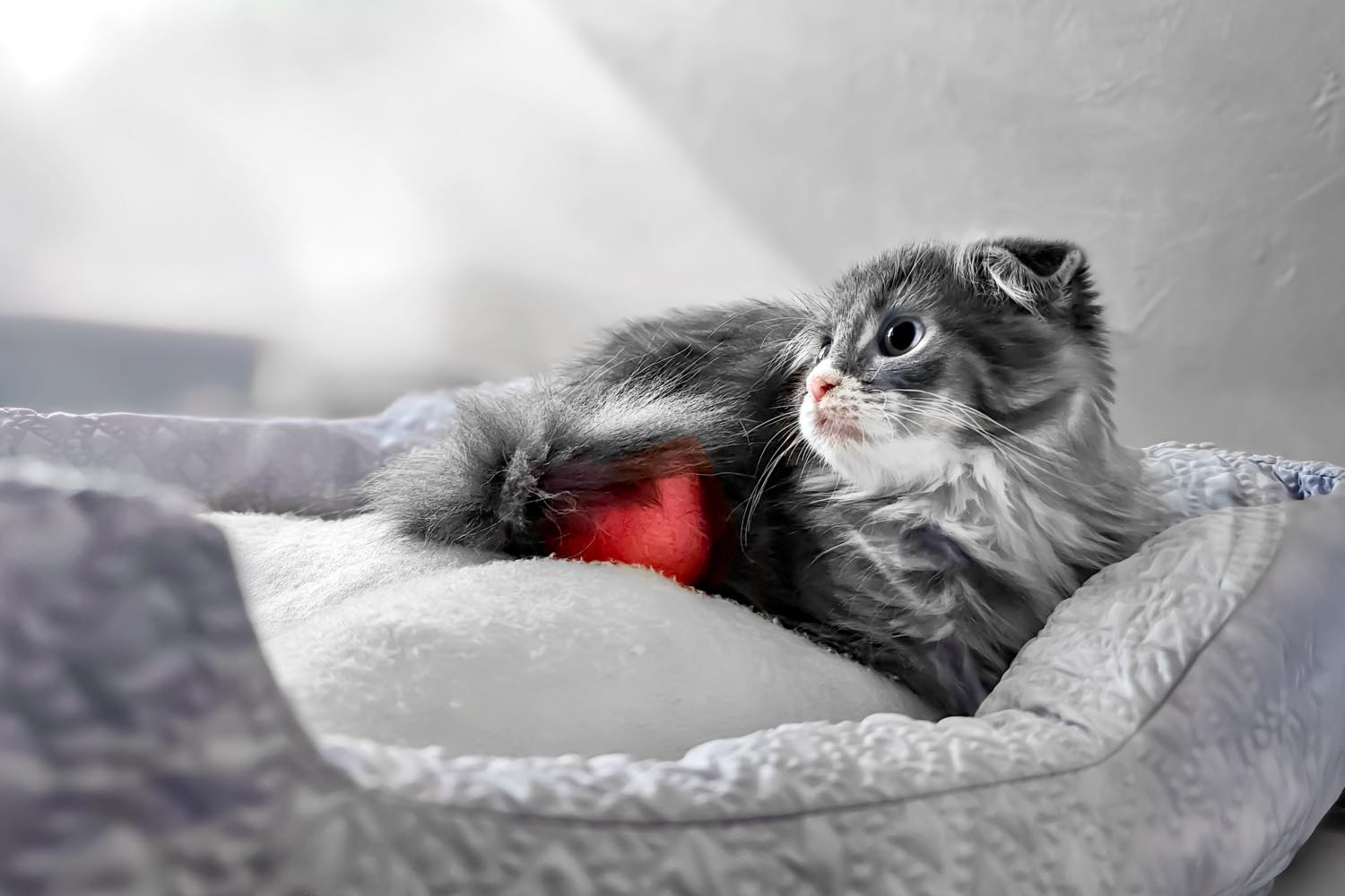 猫の飼い方・特徴・種類