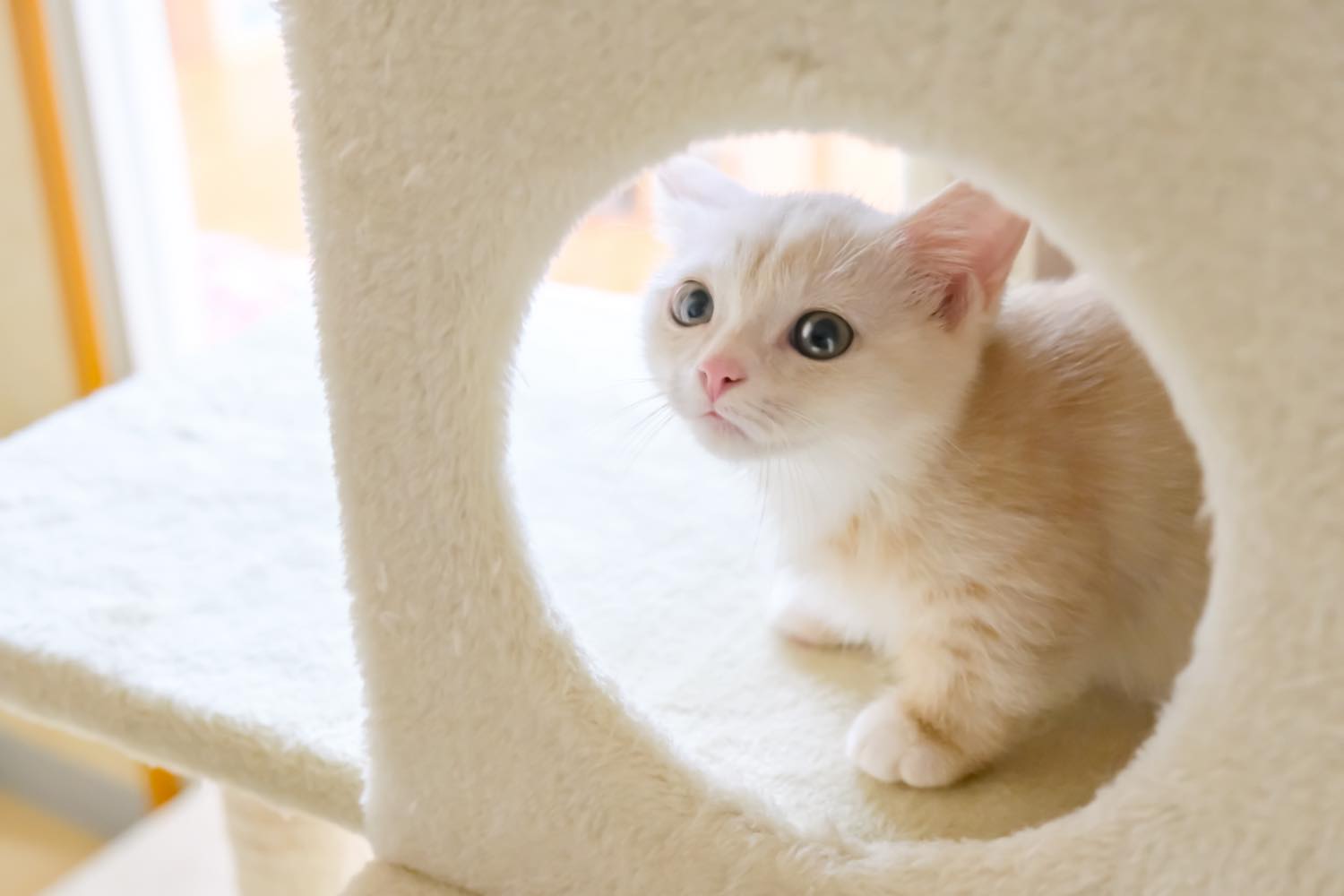 猫の飼い方・特徴・種類