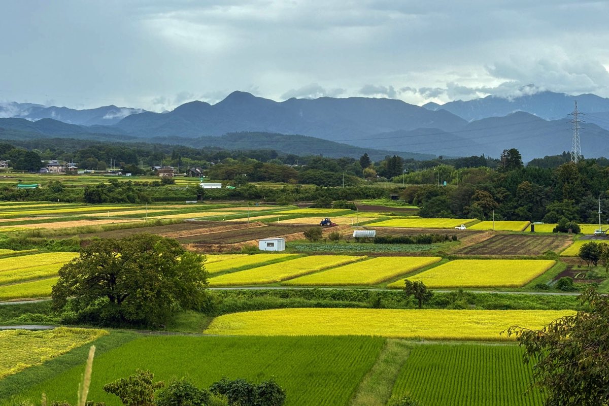 空と麦と 八ヶ岳
