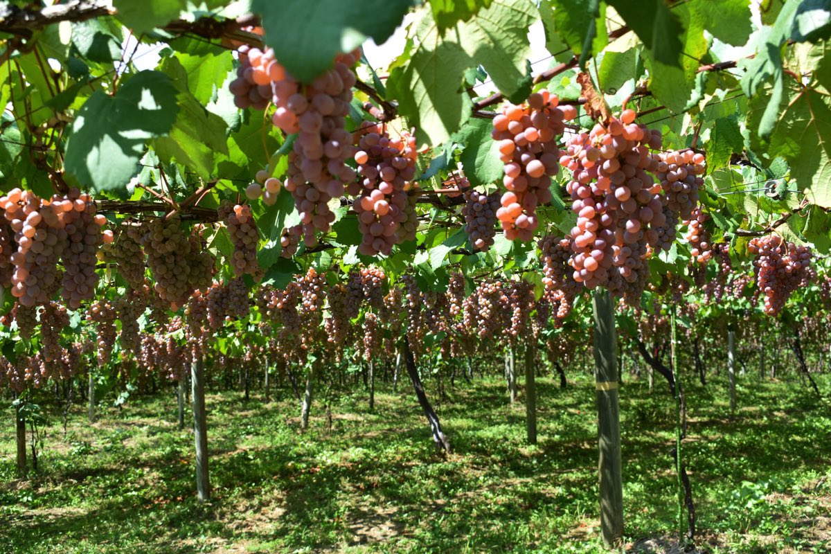 サントリー登美の丘ワイナリー