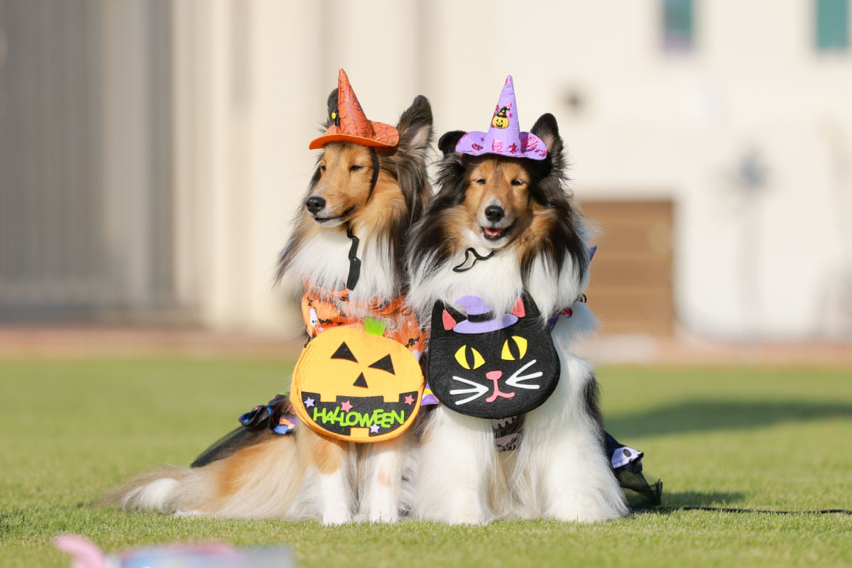 わんちゃんファッションショー＆コンテスト