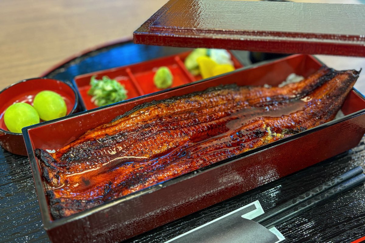 ニホンウナギ 大門