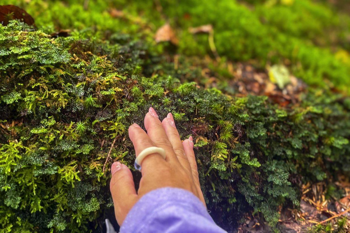 SAIKO Nature & Gastronomy Stay