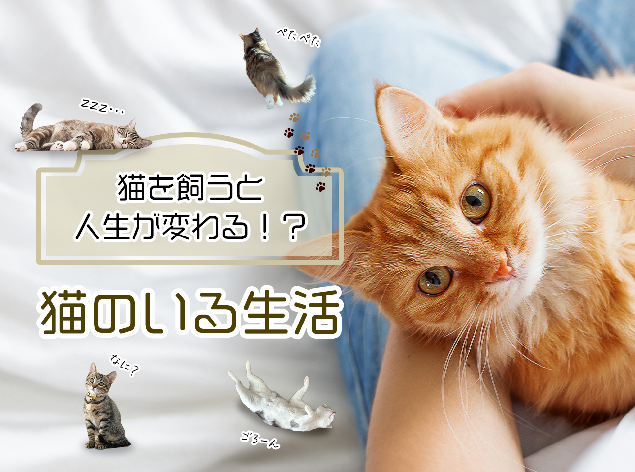 猫を飼い方は？準備・費用・特徴まで初心者向けに徹底解説