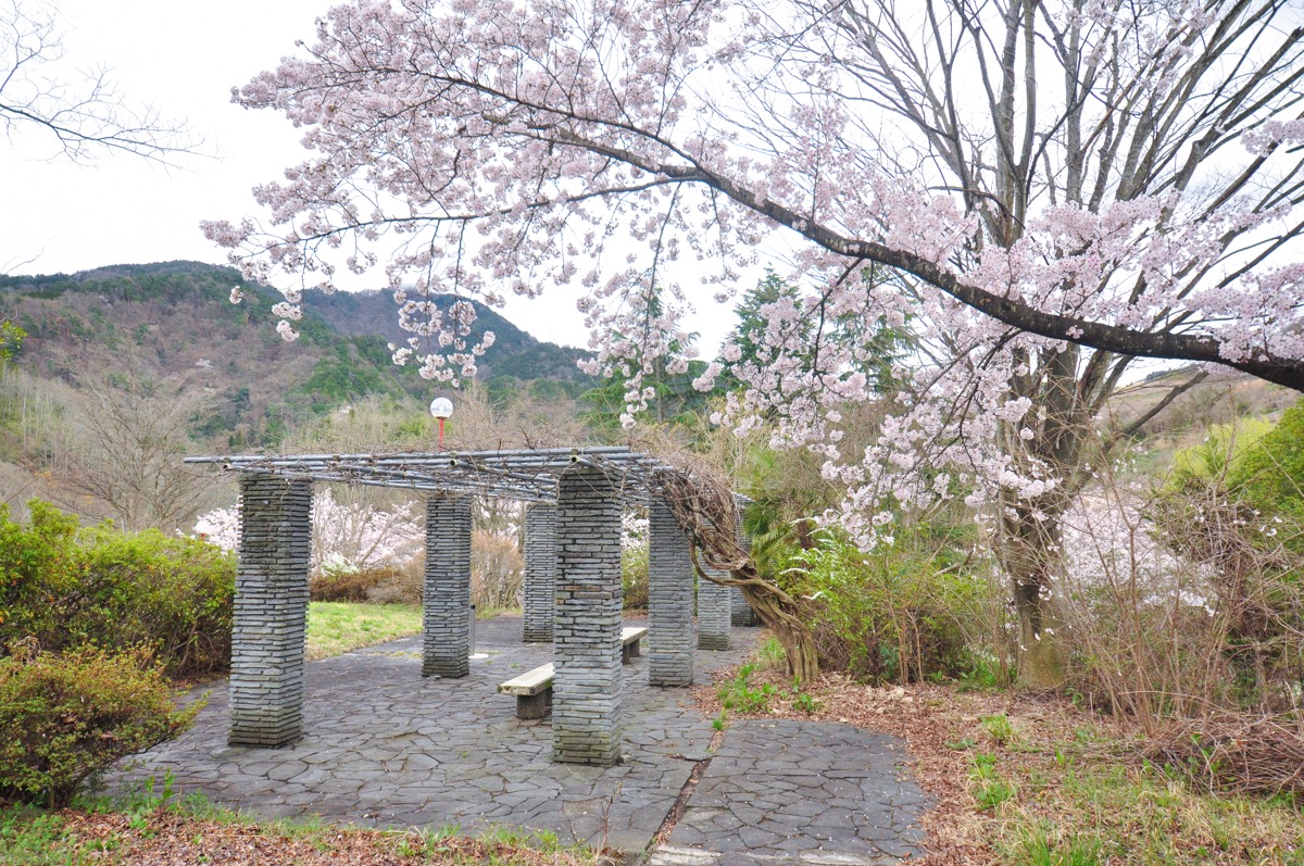 市川公園の桜 写真2