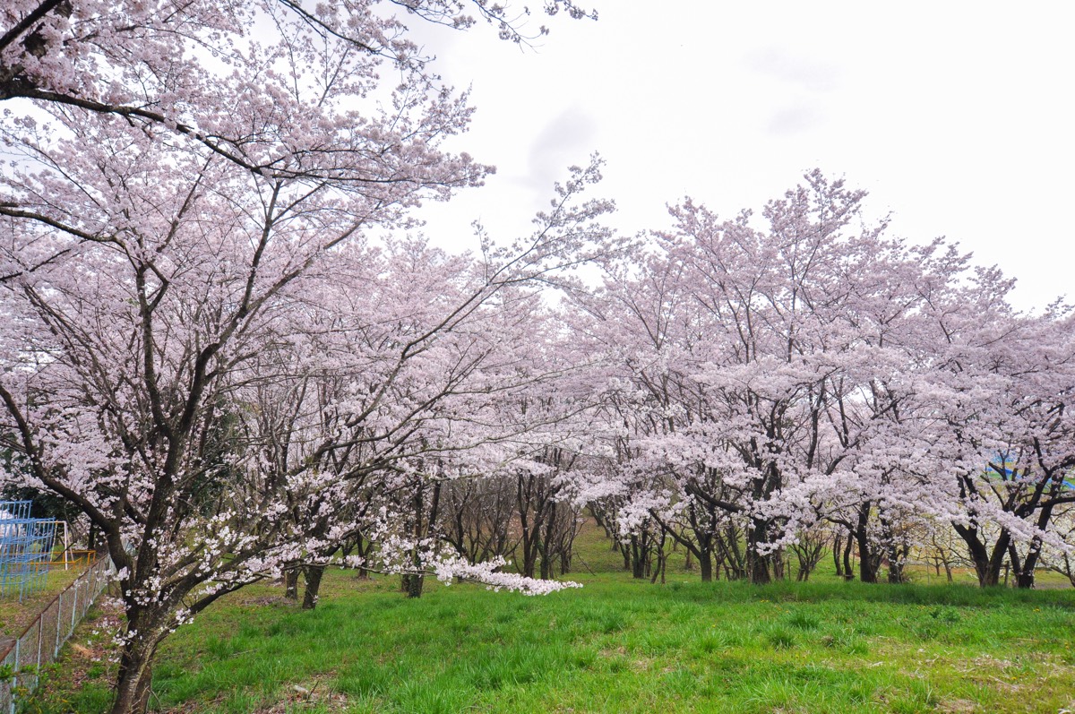 市川公園の桜 写真4