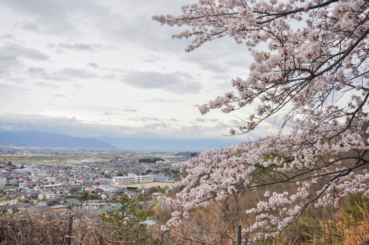 市川公園の桜 写真5