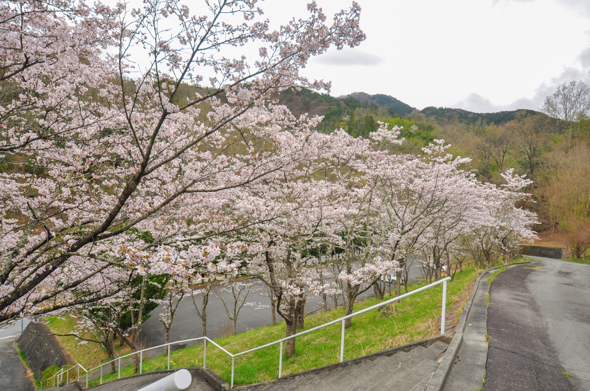 市川公園の桜 写真3