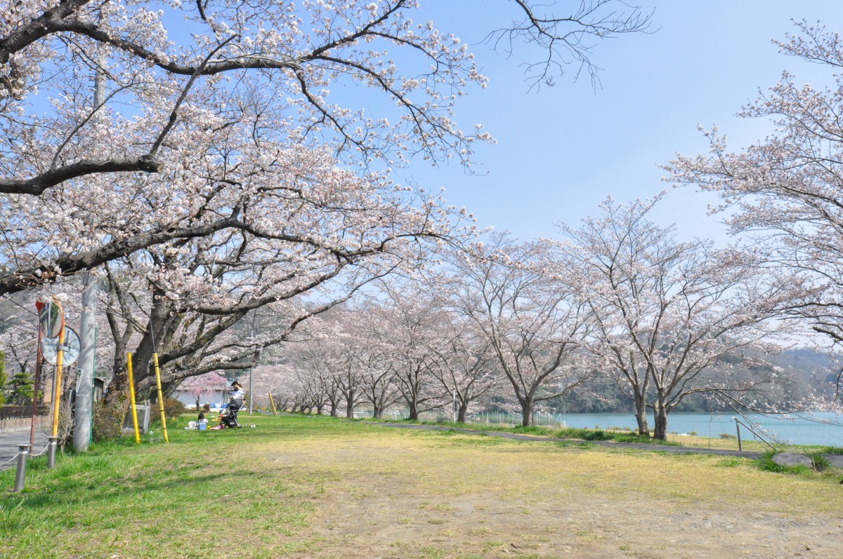 桂川新田地区近隣公園の桜 写真3